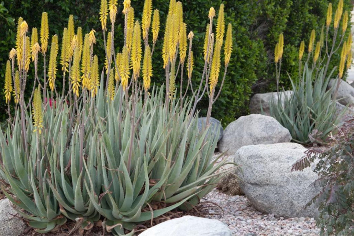How to Clean and Maintain Decorative Rock