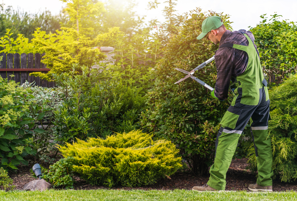Low-Maintenance Landscaping for Rental Properties in Las Vegas and Boulder City