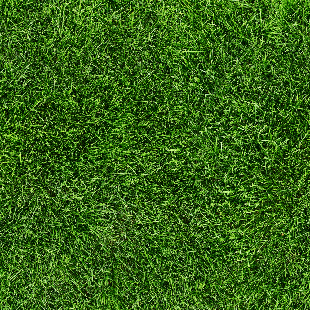 turf grass